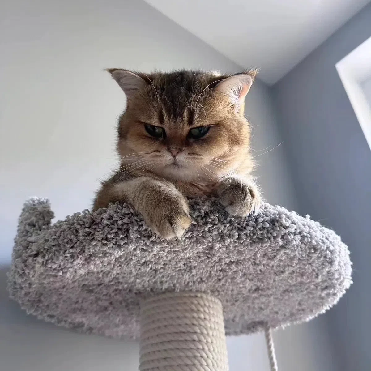 Кот марсель